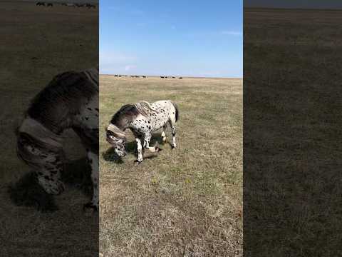 БайШубар защищает свой табун.