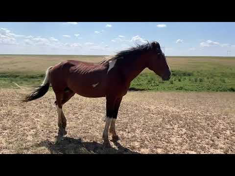 Апачидын баласы үйрімен