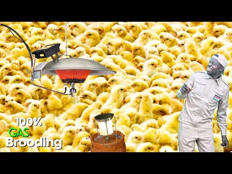 Brooding 5000 chicken using Gas only. No Electricity