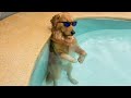 Pet Humor and Fun Scenarios