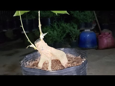 Ghép mai vàng tỉ lệ thành công khá cao