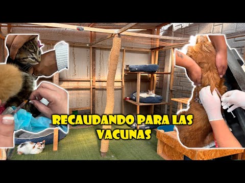 Recaudando para las vacunas - MICHI HOUSE