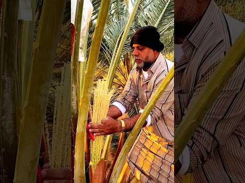 Perlu perawatan khusus #shorts #datepalm #trending #buahkurma