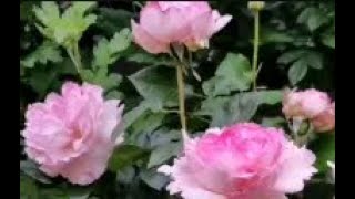 粉伯爵的春夏秋记录。4月7月11月。今年可惜花苞全部被雨泡烂了，做个之前的合集，证明爱过。在我这它就是颜值天花板，羽毛红边，香味，14厘米直径，伊芙只留了它
