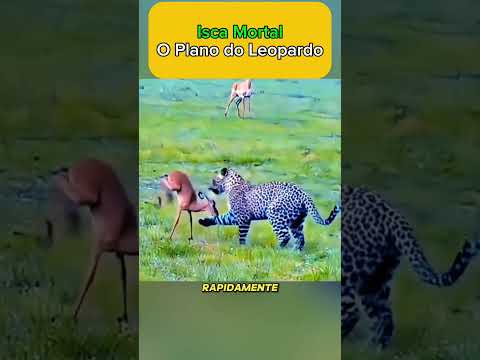 O plano do leopardo #curiosidades #fatosanimais #animals #educação #curiosidadesanimais