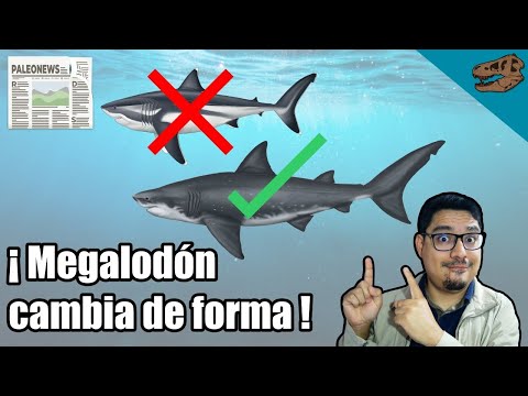 PALEONEWS: Megalodon cambia de forma