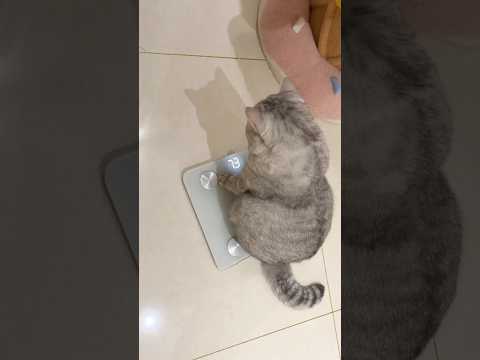 Cat treadmill