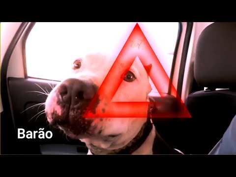 PITBULL BARÃO MOSTRANDO OQUE A MÍDOA NÃO MOSTRA COM CRIANÇA