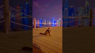 a beautiful cat in qatar