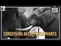 Preservation and Conservation of Akeley's Elephants