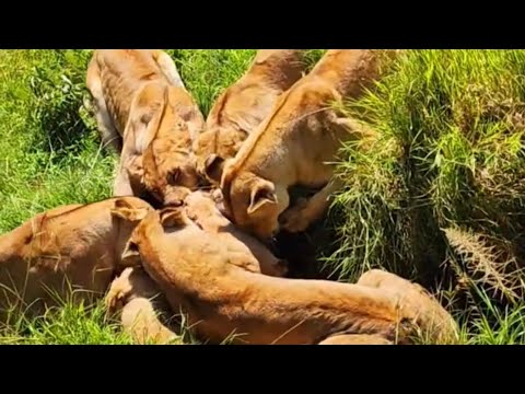 lionesses fighting over warthog inside burrow video