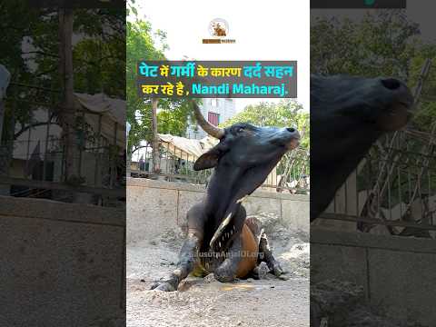 Burning Heat Stomach Pain | Bull Rescued #bull #rescue #animals #fyp #fypシ #shorts #helpline