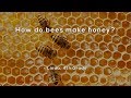 Understanding Honey Production by Bees