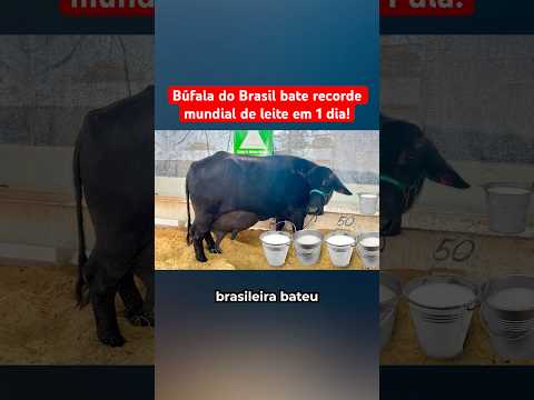 BÚFALA BRASILEIRA BATE RECORDE MUNDIAL