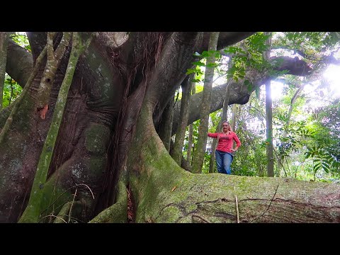 The BIGGEST Tree in JAMAICA.