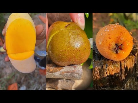 Farm Fresh Ninja Fruits, Harvest Time 🍉🍎🍈🍓