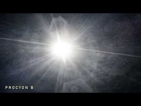 STOCK FOOTAGE Procyon b