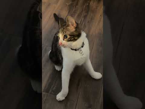 This Cat Is Gaslighting Me