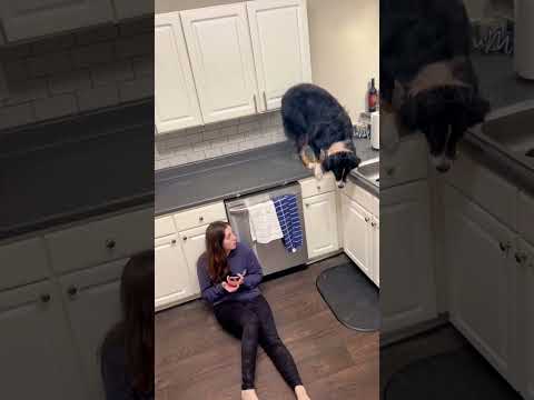 La réaction de son chien fous fera fondre en larme ❤️😢