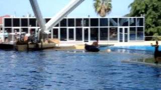 ORCA SHOW TENERIFFA LORO PARQUE