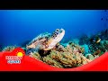 Biodiversity and Its Importance