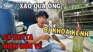Kênh Hiền Betta đã trở lại sau một khoảng thời gian dài bị Khóa