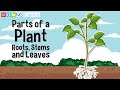 Exploring Plant Structures: Roots, Stems, and Leaves
