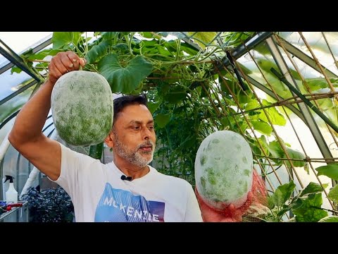 MASSIVE HARVESTING! Deshi Vegetable Garden In UK 2024