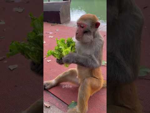 Enjoying Fresh Delicious Salad #monkey #monkeylife #monkeyvideo #pets