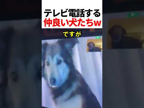 テレビ電話する仲いい犬w