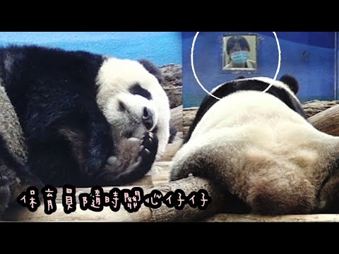 保育員等圓仔睡醒等好久，圓仔熟睡超可愛|熊貓貓熊The Giant Panda Yuan Yuan and Yuan Bao|台北市立動物園