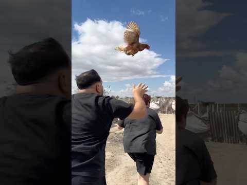 Büşranın üstüne Tavuk attım #shortvideo