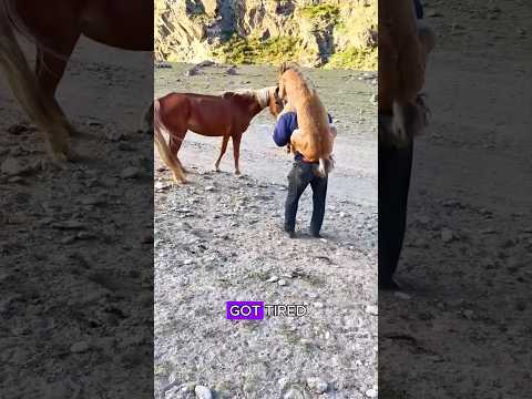 A horse always abandoned finally found a true family.#shorts #animals #horse #cute #love