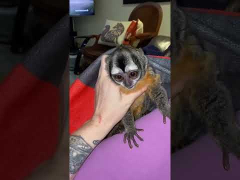 Who remembers this iconic video? #kinkatopia #genet #animalsanctuarylife #animals #monkey #owlmonkey
