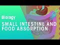 Digestive System Functions and Processes