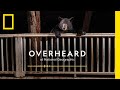 Understanding Bear Encounters and Conservation