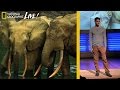 Wildlife Trafficking and Law Enforcement