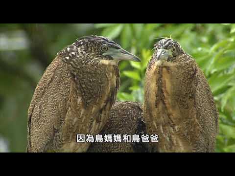 親親自然｜好天氣壞天氣｜防疫線上自然生態影片免費看 - YouTube