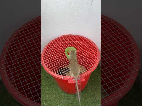 最佳家用捕鼠器/爬行式捕鼠器 #mousetrap #rat