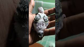Baby birds aur kachua