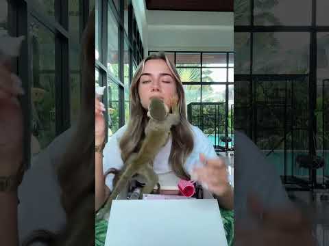 The super funny and cute pet monkey is back today he brought his friend and tries to steal my stuff