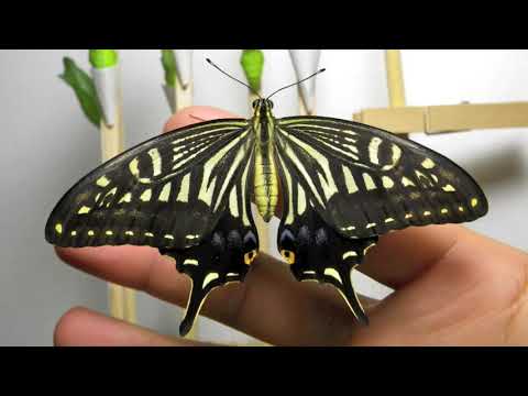 ナミアゲハの羽化（Papilio xuthus Emergence） - YouTube