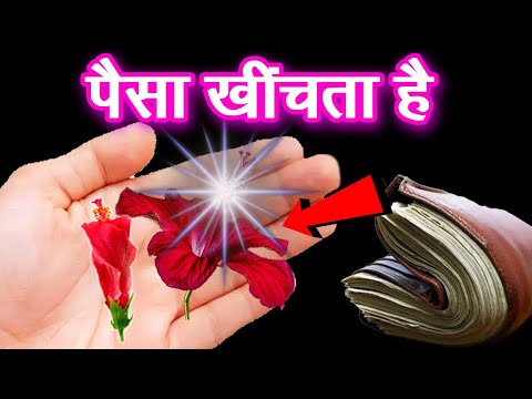 जहां मिले देखते ही तोड़ लेना यह फूल, मात्र 24 घंटे में बदल देगी आपकी दुनिया //