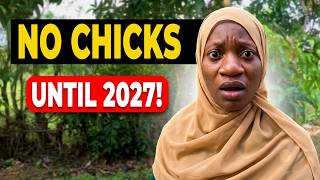 🚨 SHOCKING NEWS‼️ You Can't Buy Layers Chicks In Kenya Until NEXT YEAR