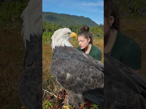 Meet Sitka, our largest Bald Eagle ambassador #BaldEagleAmbassador #WildlifeEducation #Backstory