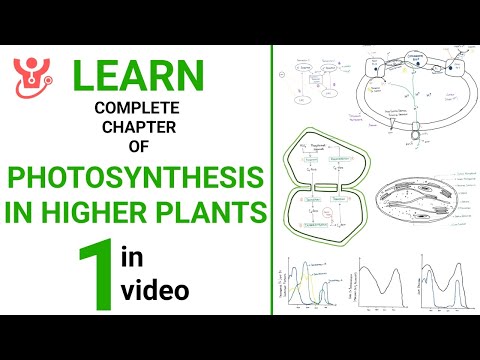 Photosynthesis in Higher Plants Explained || NEET 2025 Biology || Class 11 NCERT Biology | Dr Sharun