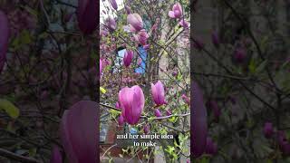 How Magnolias Blossom became a Back Bay tradition in Boston  #spring #gardening