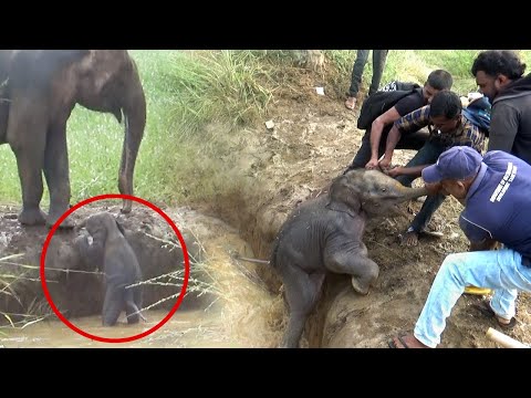 Mother elephant and baby stuck in a well needs help to escape | Elephant videos |Wildlife #wildlife