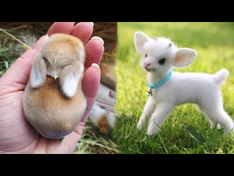 AWW Animals SOO Cute! Cute baby animals Videos Compilation cute moment of the animals #21 2025