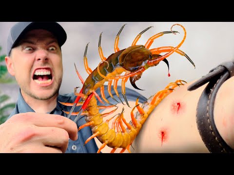 BITTEN by the BLACK FLAME Centipede! (Instant Regret)